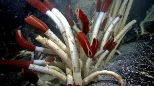 Giant tube worm