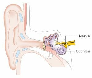 Inner ear parts