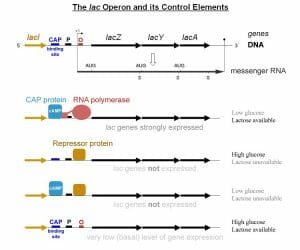 Lac operon gene expression