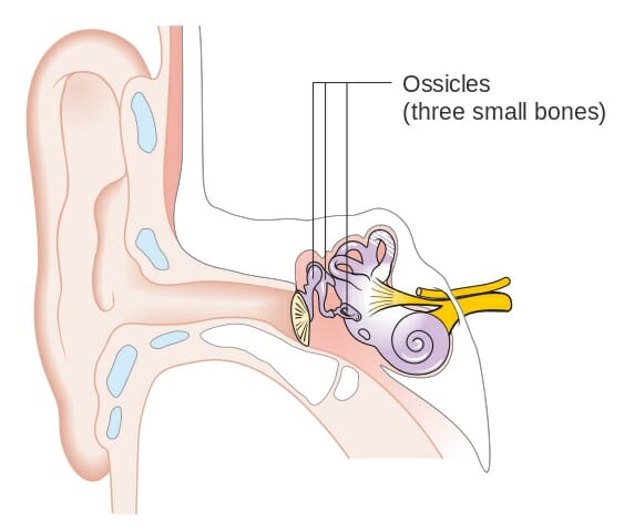 what are the three parts of the ear
