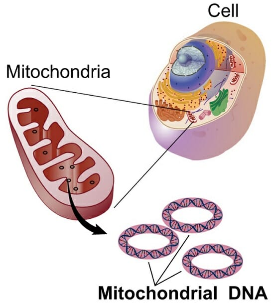 animal cell mitochondria