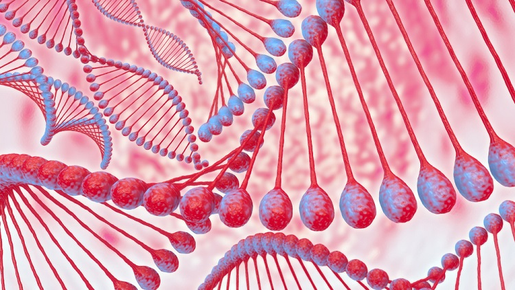 Nucleic Acid Definition Function And Examples Biology Dictionary