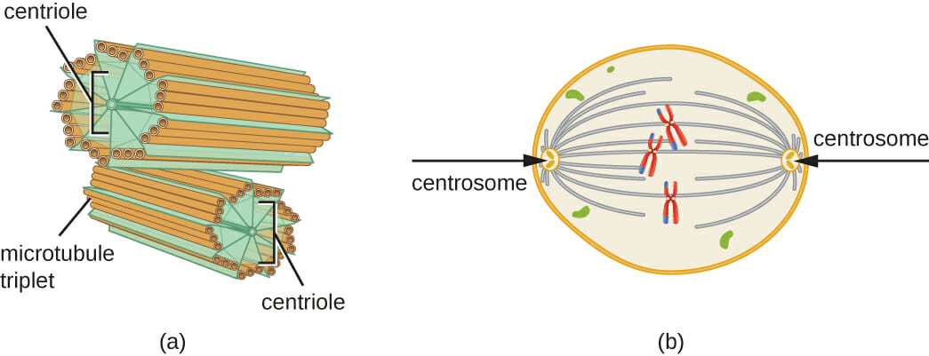What Role Do Centrioles Play in Cell Division | Biology Dictionary