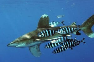 Oceanic whitetip shark