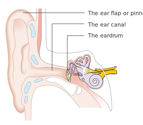 What structure of the ear contains the malleus, incus, and stapes