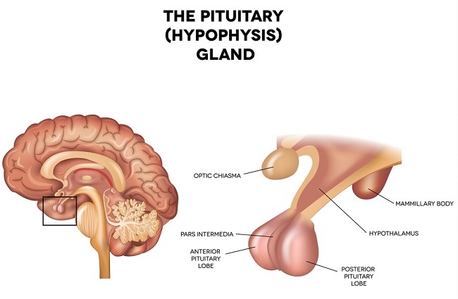 Pituitary Gland Definition Function And Location Biology Dictionary