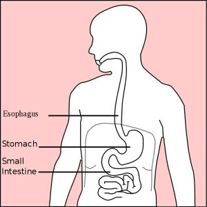 Stomach diagram