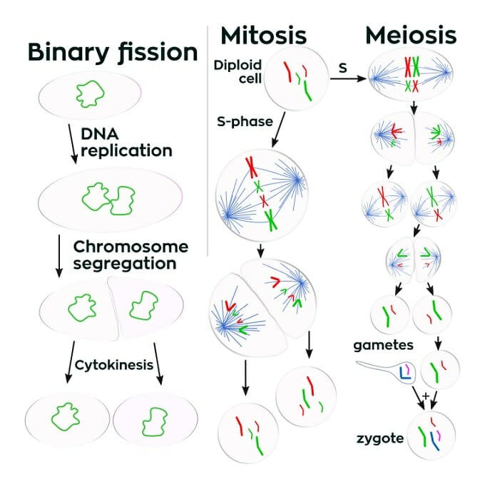 what-is-the-function-of-cell-division-in-unicellular-organisms-cell