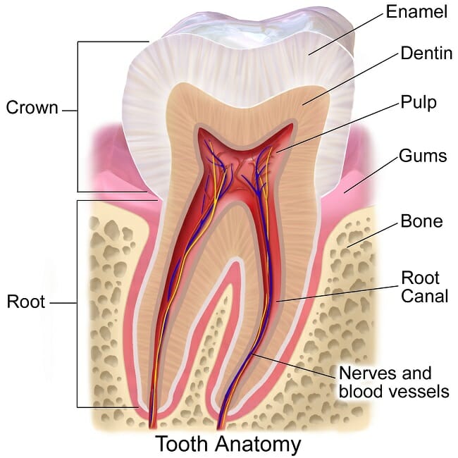 Human Teeth Diagram And Names