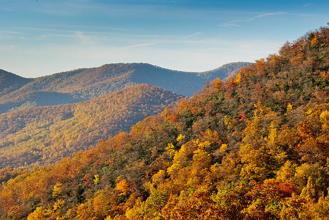 temperate forest tree types