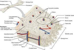 Compact Bone Structure | Biology Dictionary