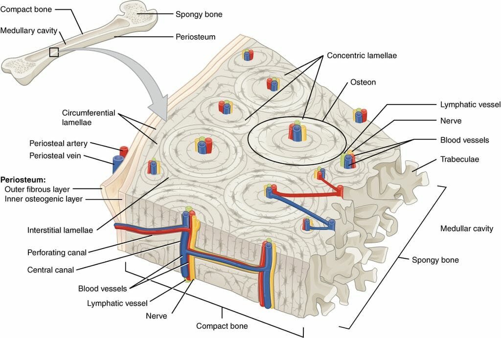 compact bone cell diagram