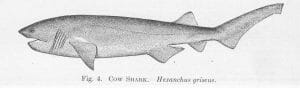 Cow Shark Hexanchus griseus