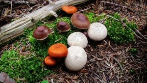 Mushrooms in Elatia forest