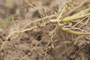 Nitrogen-fixing nodules in the roots of legumes