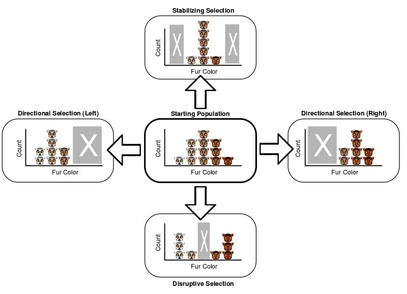 directional, stabilizing, disruptive selection