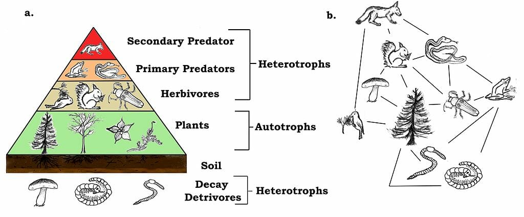 rainforest ecosystem food chain