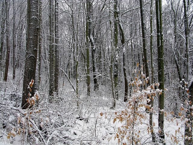 snowy evergreen forest