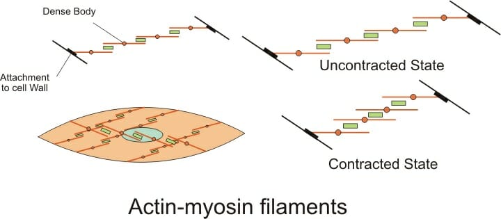 smooth muscle tissue labeled cell membrane