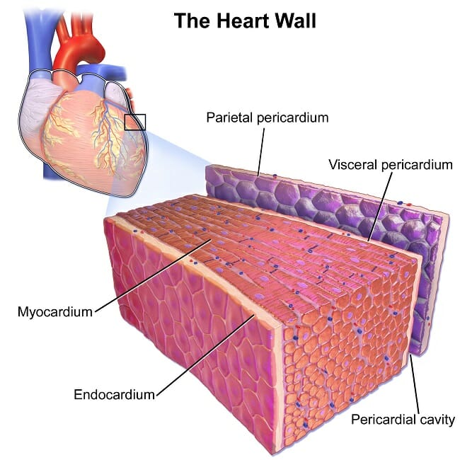 human heart cells under microscope