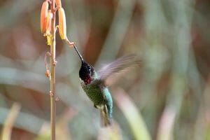 Hummingbird seen on the Sonoran Desert