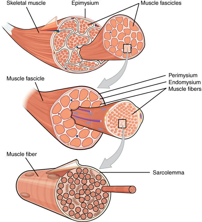 Muscle Definition Function Types And Structure Biology