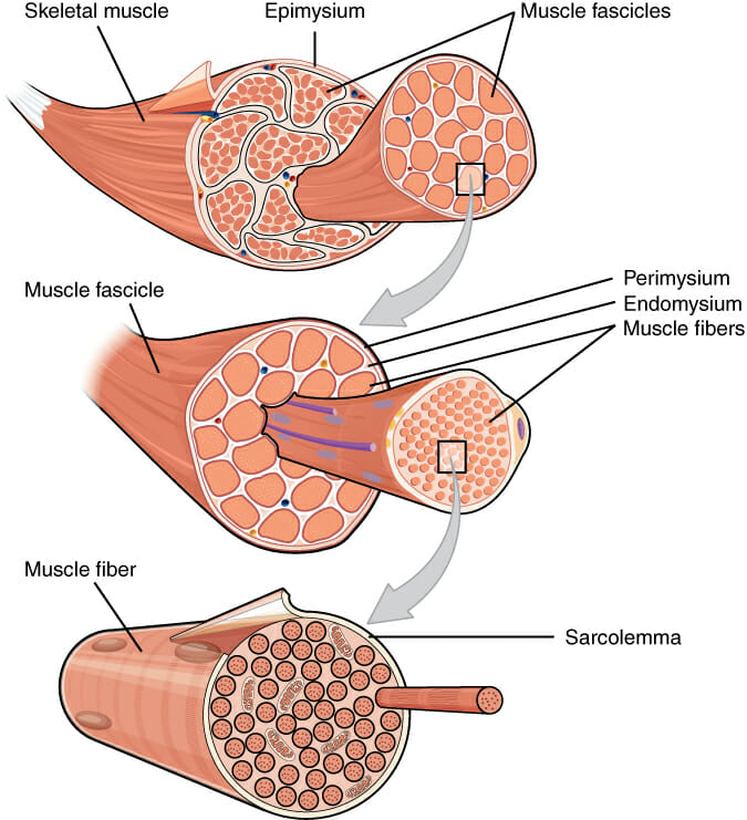 parts of skeletal muscle