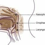 Antecubital Fossa (Elbow Pit) - Definition and Quiz | Biology Dictionary