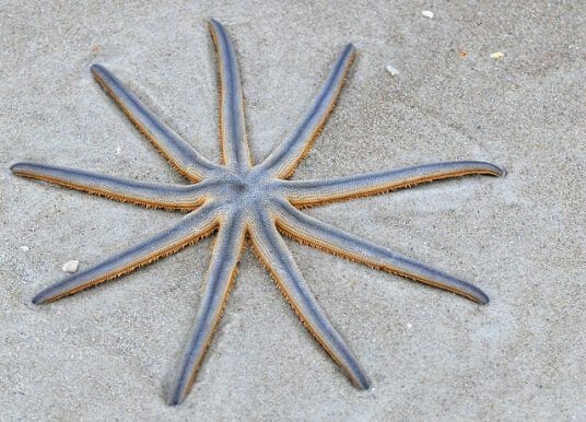 Keystone Species - Definition and Examples | Biology Dictionary