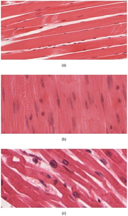 Smooth muscle Definition and Examples - Biology Online Dictionary