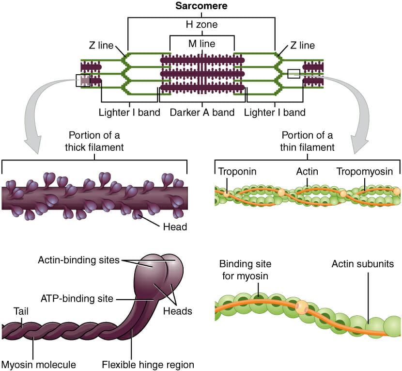 smooth muscle cell structure