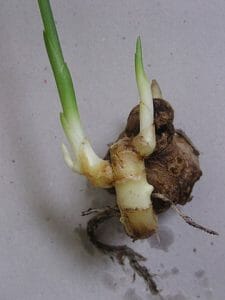 Zingiber officinale fresh rhizome
