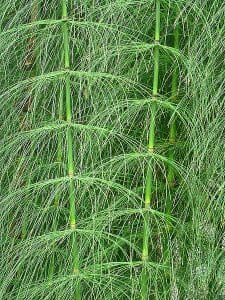 the Giant Horsetail
