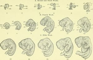 A text-book of embryology