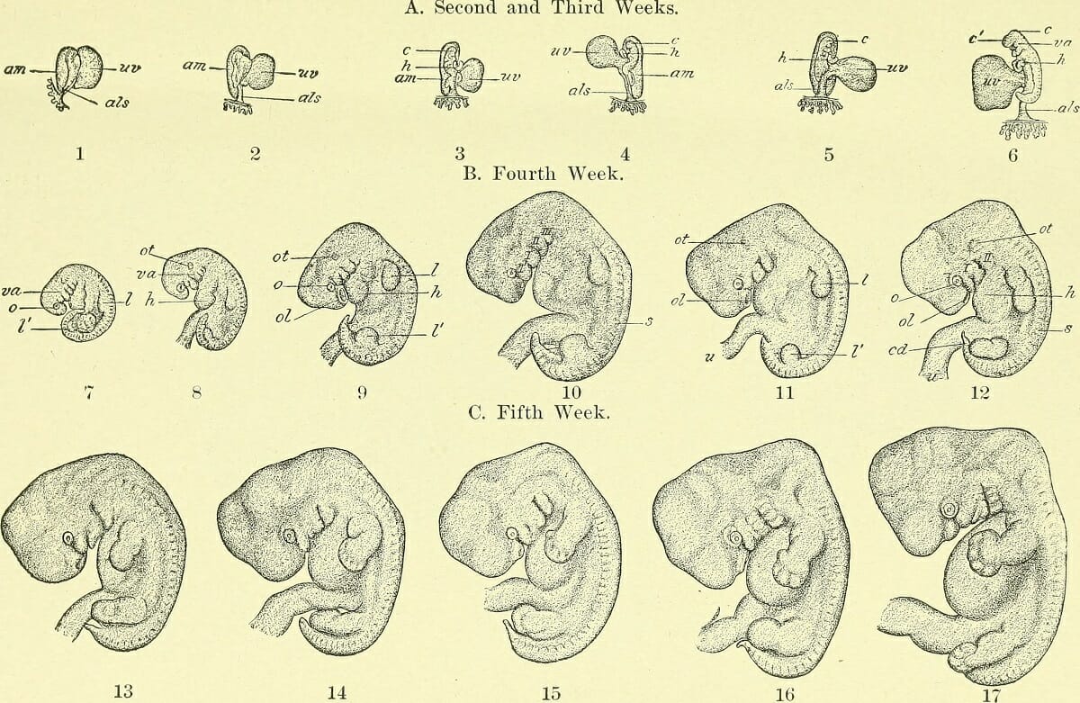 What Is The Definition Comparative Embryology