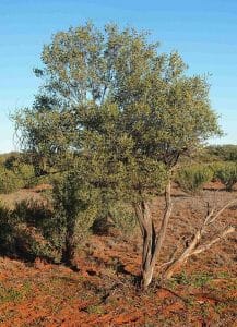 Acacia kempeana tall shrub