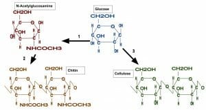 Chitin glucose and cellulose