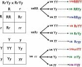 Dihybrid Cross - Definition, Examples and Quiz | Biology Dictionary