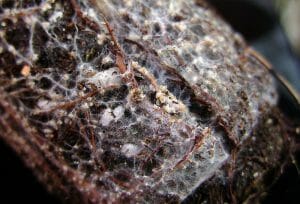 Ectomycorrhizal mycelium