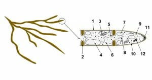 Fungal Hyphae Cells