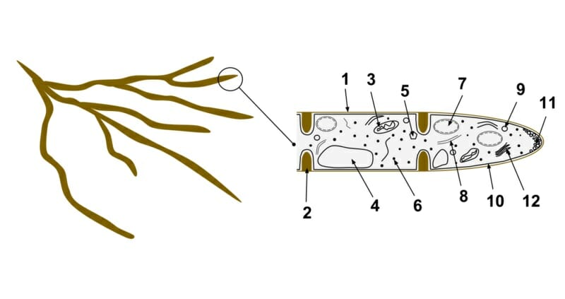 Hyphae - Definition, Function and Structure | Biology ... hypha diagram 