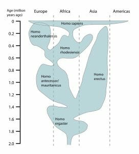Human evolution chart