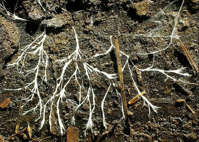 hyphae and mycelium