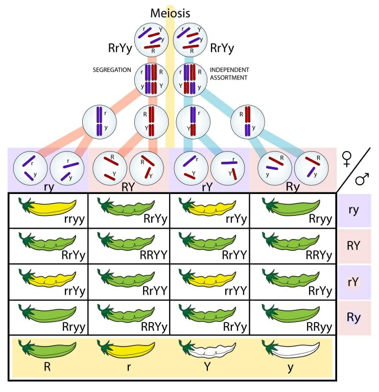 Dihybrid Cross - Definition, Examples and Quiz | Biology Dictionary