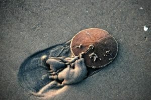 Live Sand Dollar trying to bury itself in beach sand