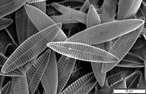 Marine diatoms SEM