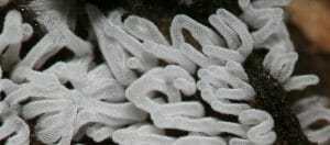 Mycetozoa Ceratiomyxa fruticulosa