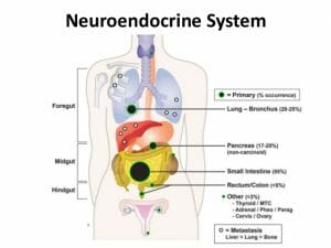 Neuroendocrine system