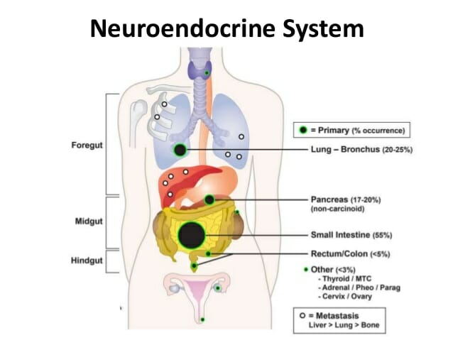 Hormone - Definition, Function and Diseases | Biology Dictionary