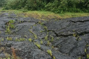 Plants Colonizing a Lava Flow on Hawaii